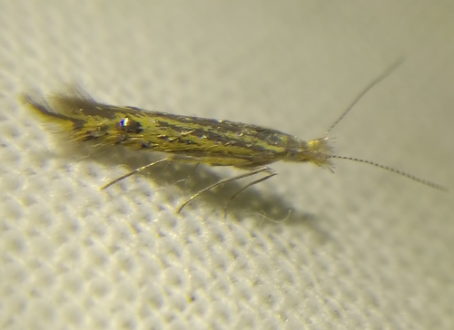 Goniodoma auroguttella
