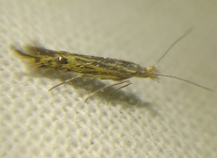 Goniodoma auroguttella