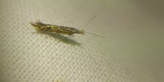 Goniodoma auroguttella