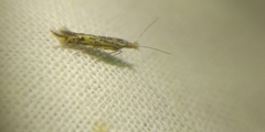 Goniodoma auroguttella