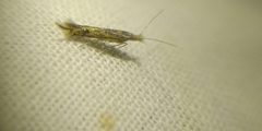 Goniodoma auroguttella