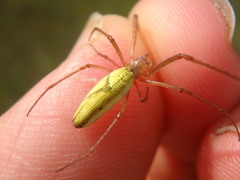 Tetragnatha straminea