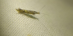 Goniodoma auroguttella