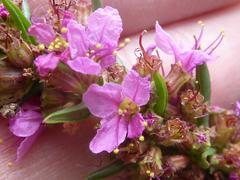 Ammannia sagittifolia