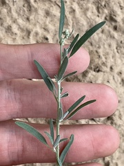 Chenopodium leptophyllum