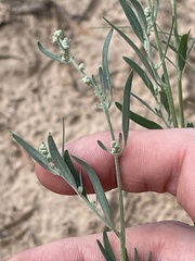 Chenopodium leptophyllum