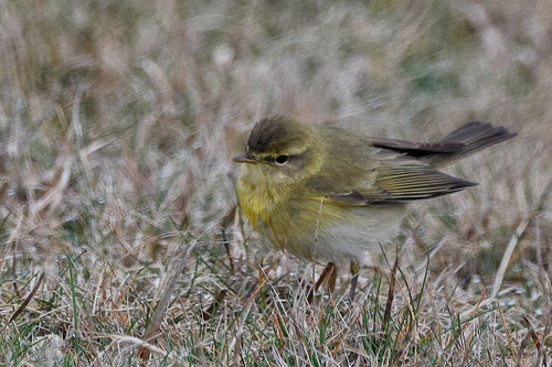 Foto de Willow Warbler