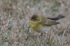 Willow Warbler photo 5