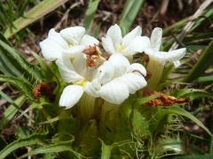 Crabbea angustifolia
