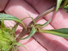 Crabbea angustifolia