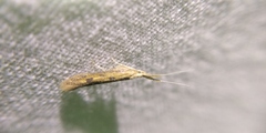 Coleophora squalorella