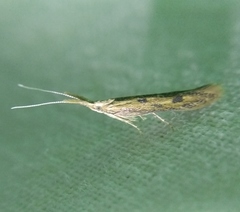 Coleophora squalorella