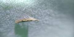 Coleophora squalorella