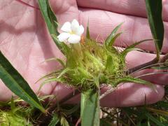 Crabbea angustifolia