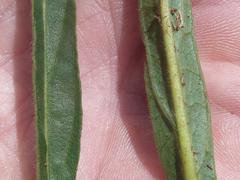 Crabbea angustifolia