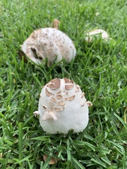 Chlorophyllum molybdites