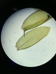 Entodontopsis nitens