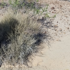 Ephedra aspera