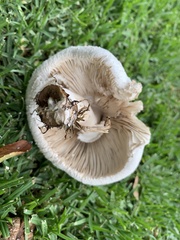 Chlorophyllum molybdites