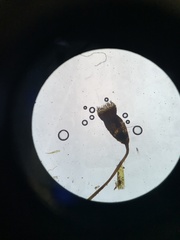 Entodontopsis nitens