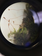 Entodontopsis nitens