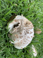 Chlorophyllum molybdites
