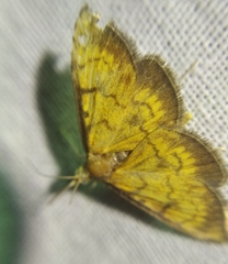 Ecpyrrhorrhoe rubiginalis
