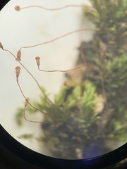 Entodontopsis nitens