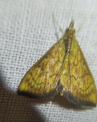 Ecpyrrhorrhoe rubiginalis