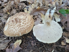 Sarcodon quercinofibulatus