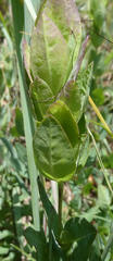 Barleria wilmsiana