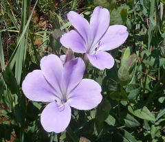 Barleria wilmsiana