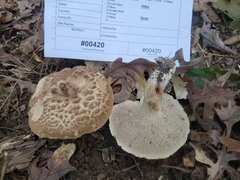 Sarcodon quercinofibulatus