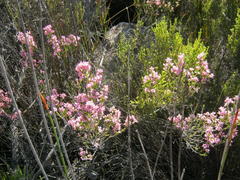 Erica petraea