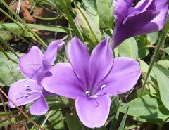 Barleria wilmsiana
