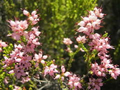 Erica petraea