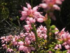 Erica petraea