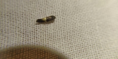 Elachista bisulcella