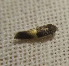 Elachista bisulcella