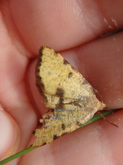 Macaria sulphurea