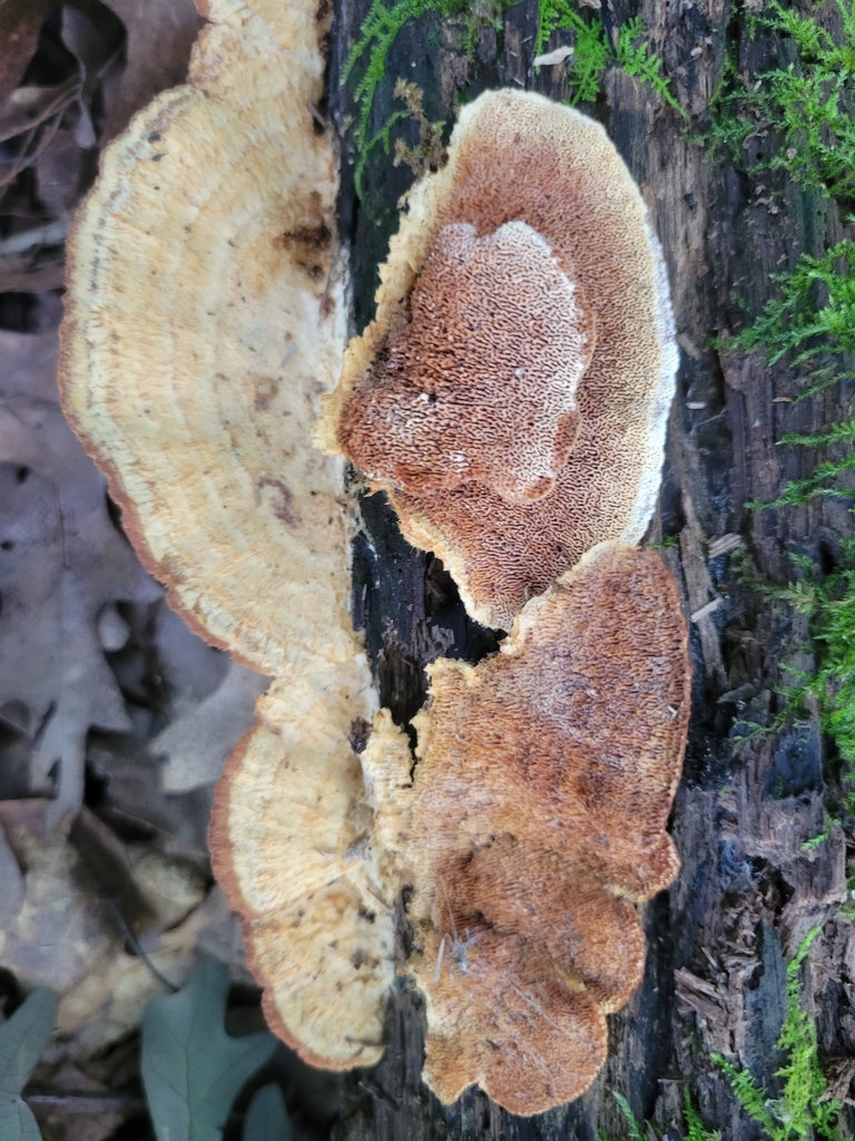 Deer-colored Trametes from Marshall County, US-IN, US on August 20 ...