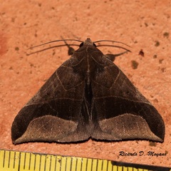 Pseudophisma aeolida