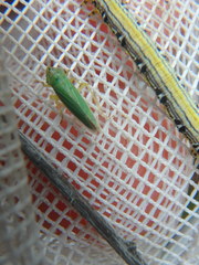 Draeculacephala angulifera