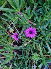 Dimorphotheca jucunda
