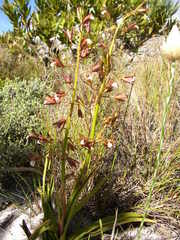 Eulophia tristis