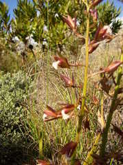 Eulophia tristis