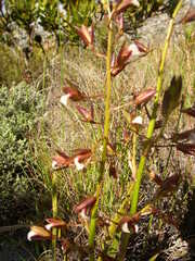 Eulophia tristis