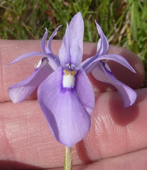 Moraea elliotii