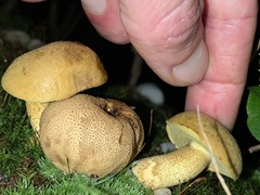 Scleroderma aurantium