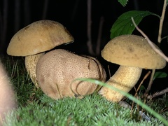 Scleroderma aurantium